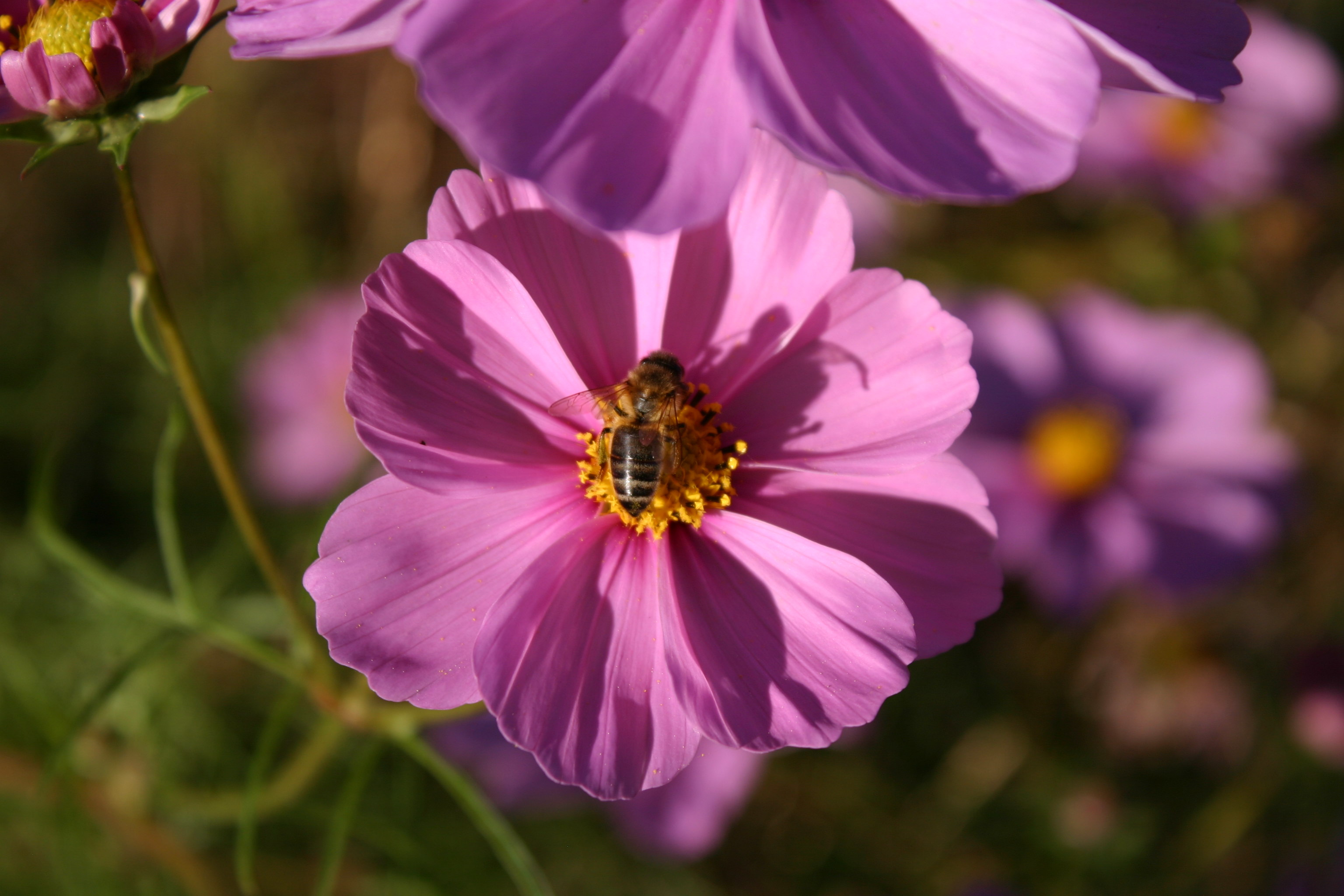 IMG 7234 web